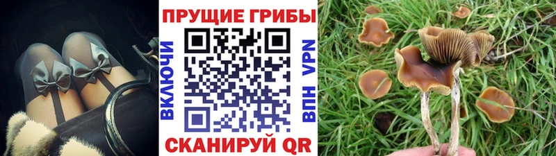 Галлюциногенные грибы Cubensis Покров